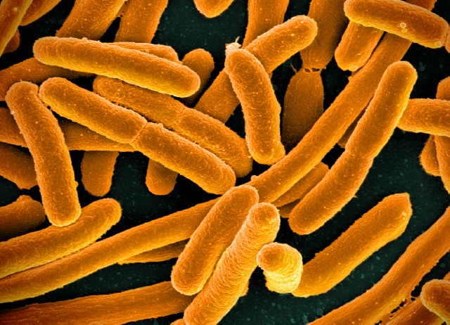 e coli foodborne illness lawyer